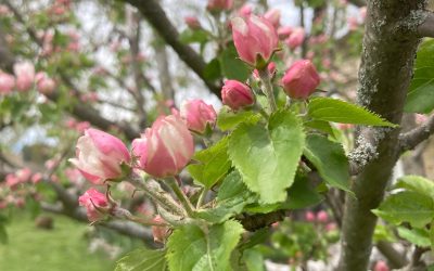 image de fleurs de pommier